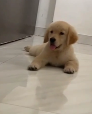 Buy Male Golden Retriever Puppy from Goa